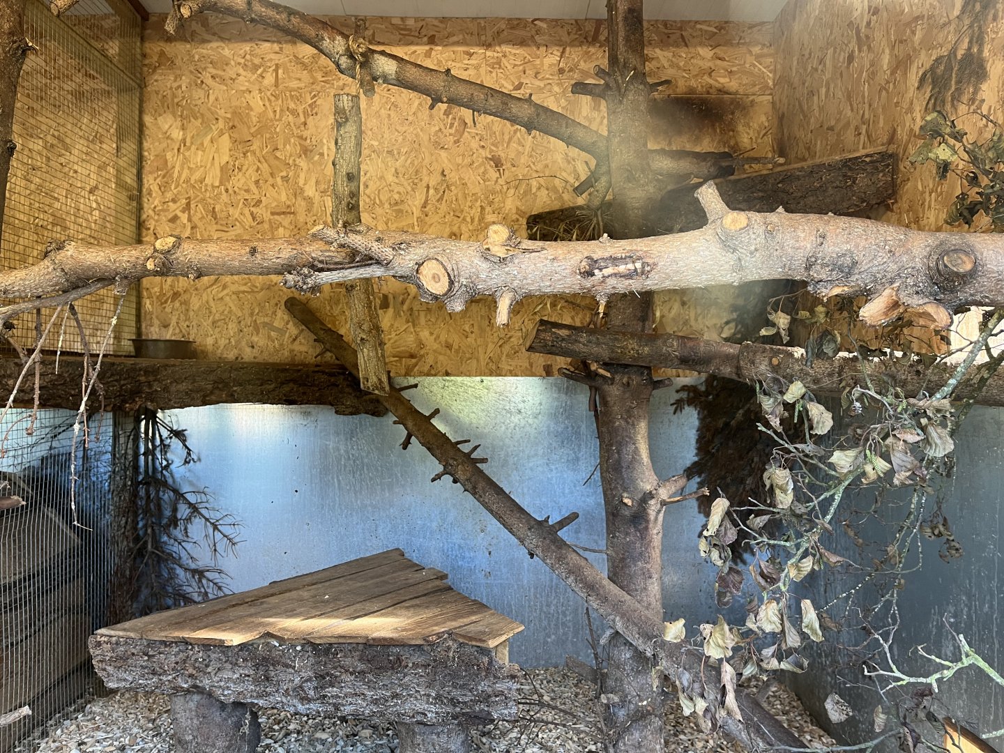 American tree porcupine indoors 14.10.23