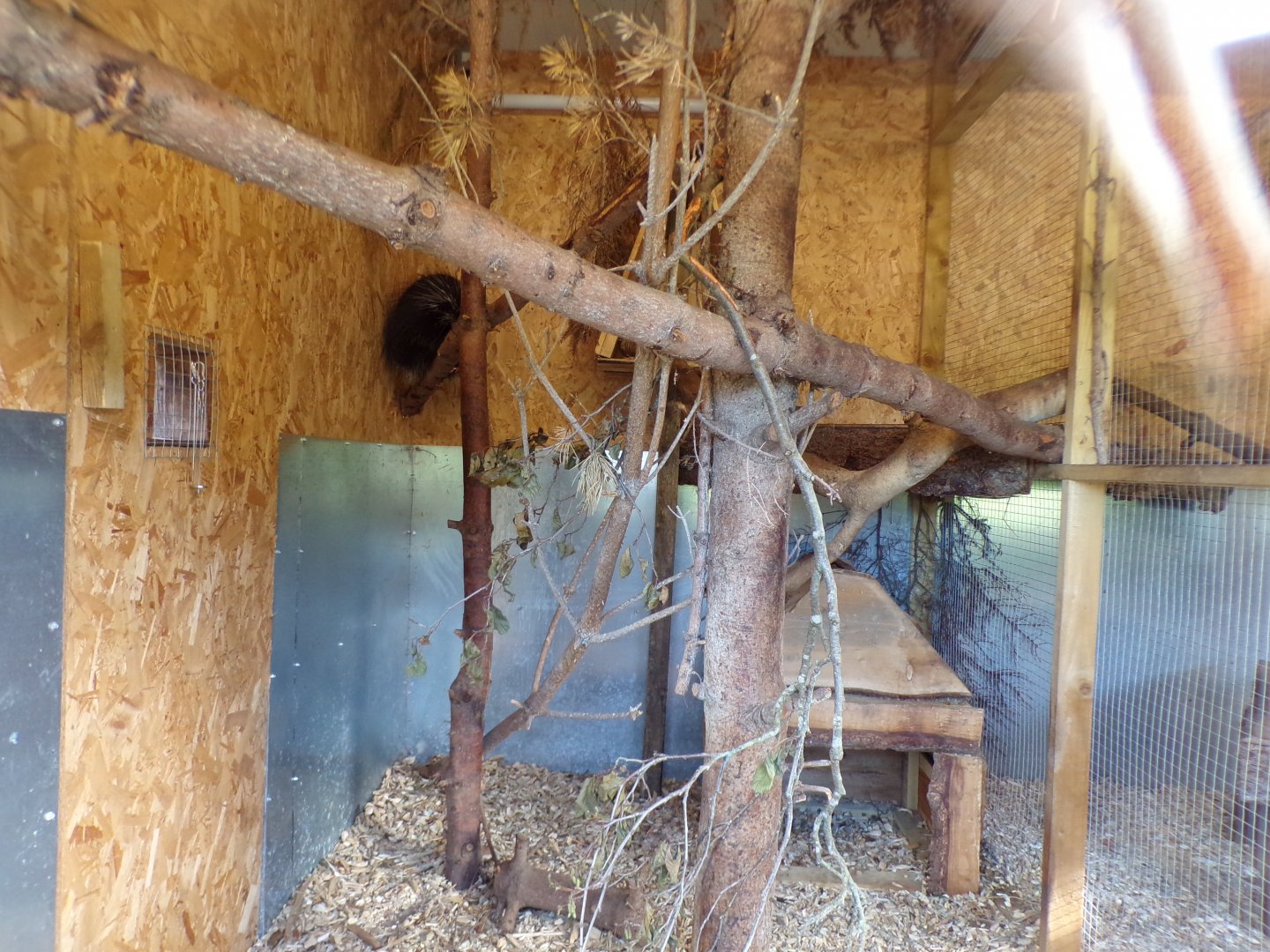 American tree porcupine indoors 14.10.23