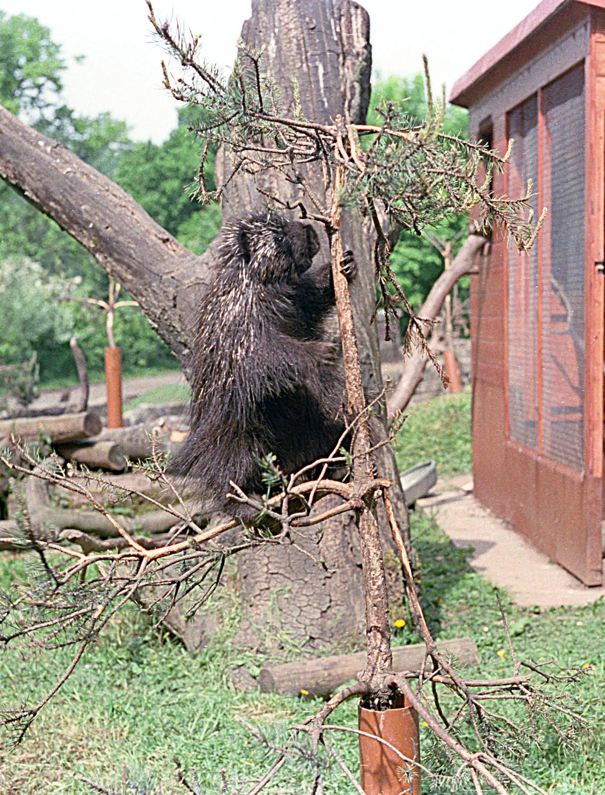 American Tree porcupine