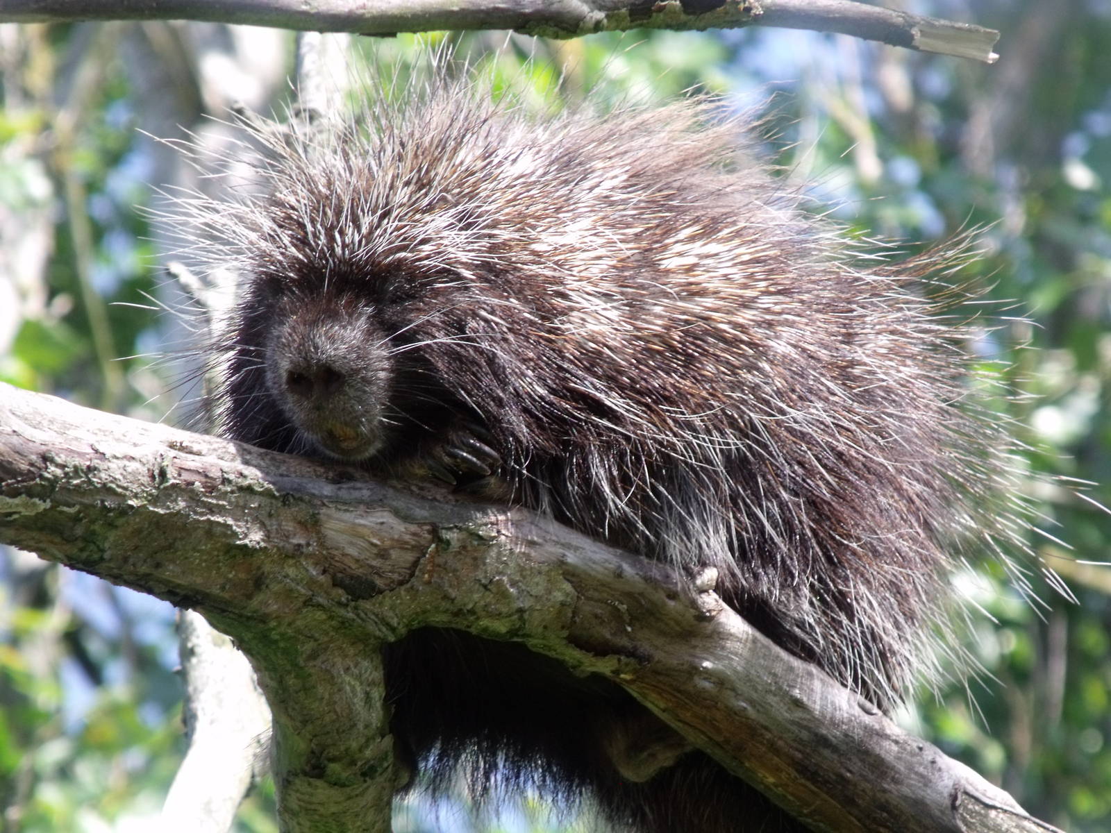 American Tree Porcupine