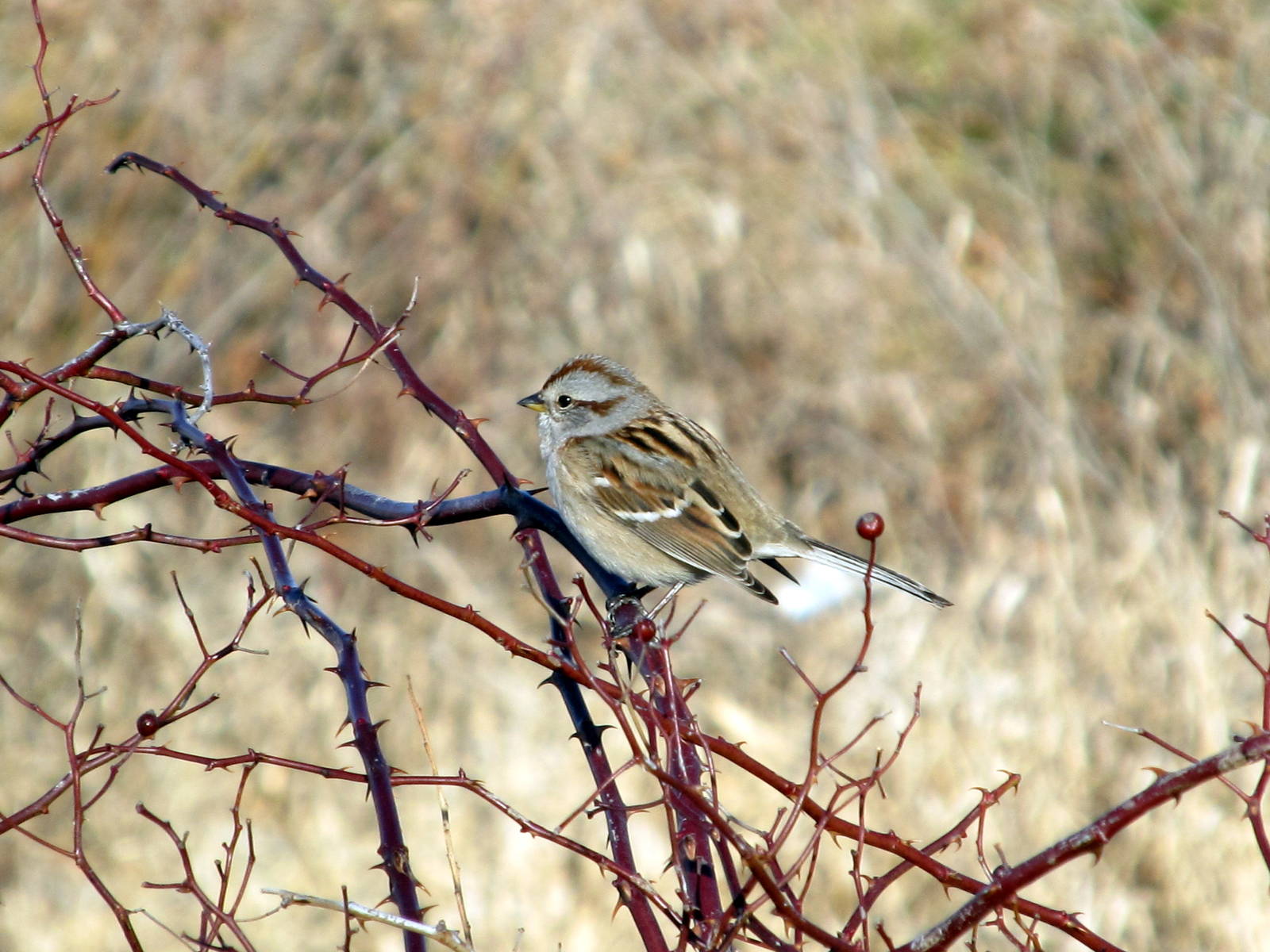 American Tree Sparrow