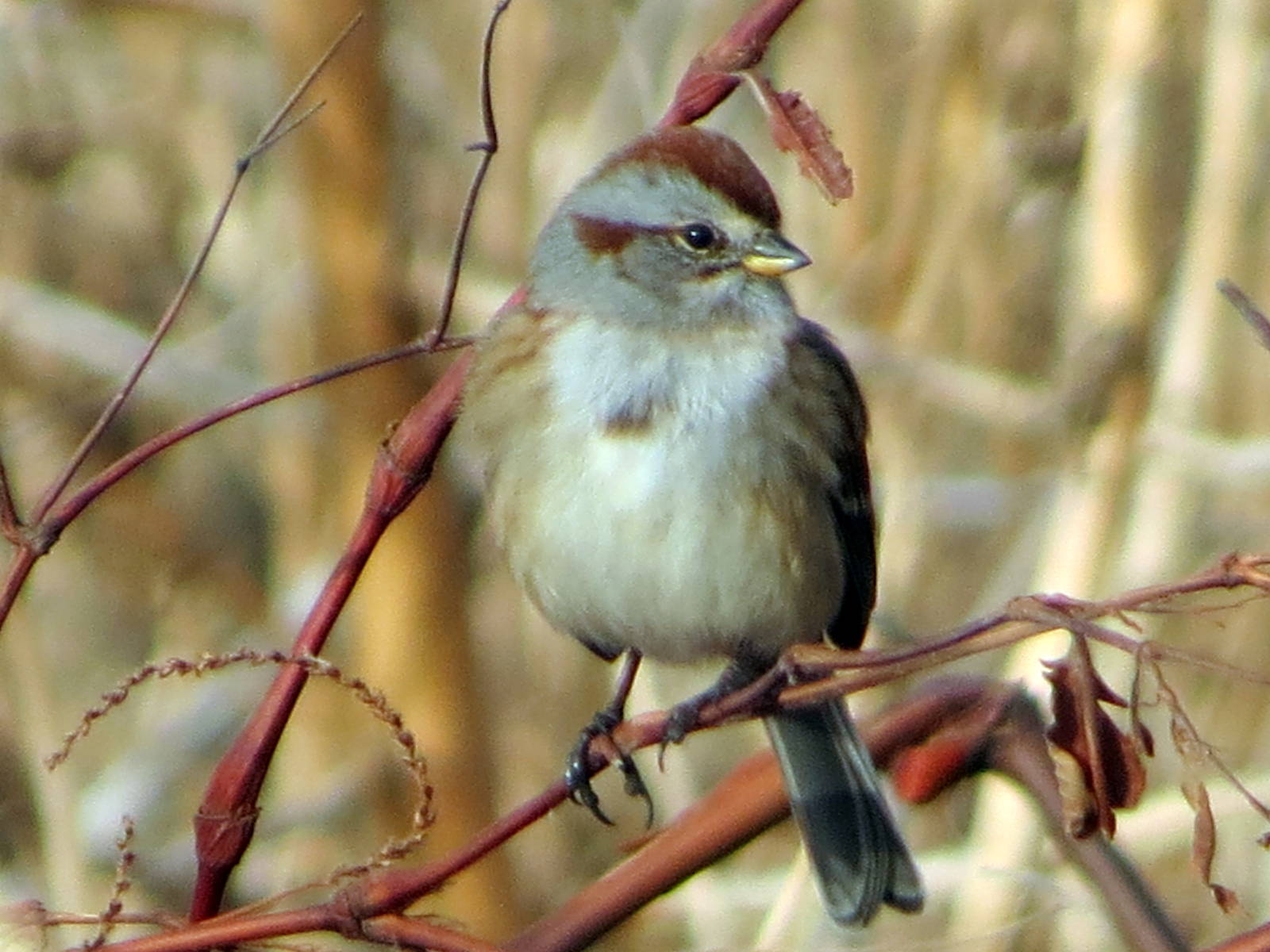 American Tree Sparrow
