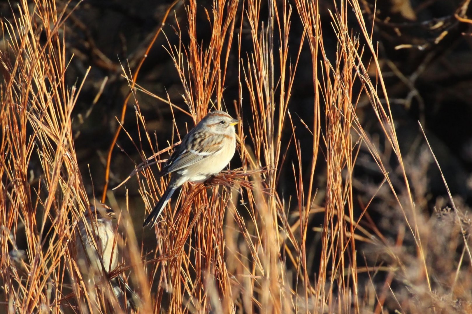 American Tree Sparrow