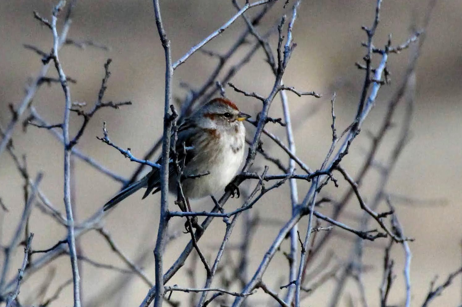 American Tree Sparrow