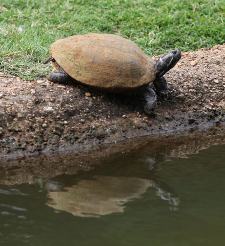american turtle i.d.