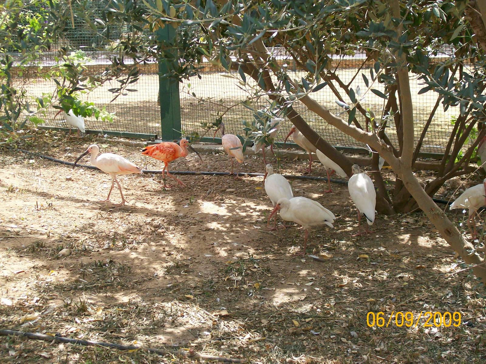 American white and scarlet ibises