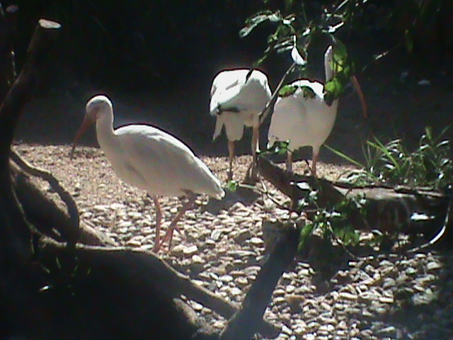 american white ibis 140911