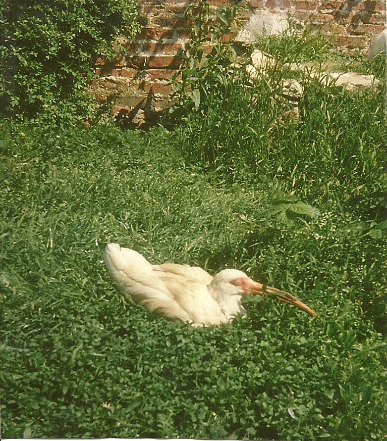 American White Ibis? 1979