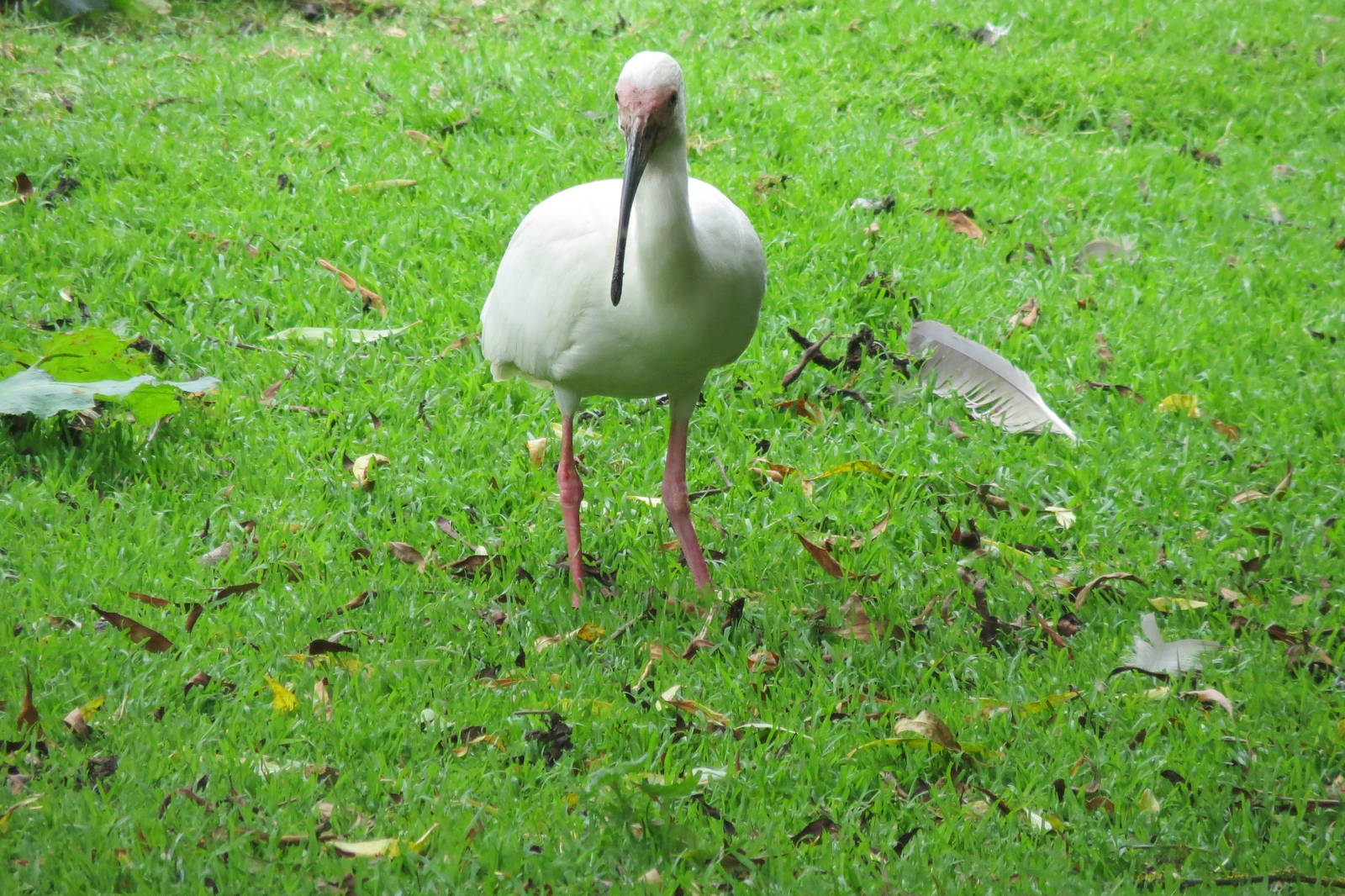 American White Ibis 200713