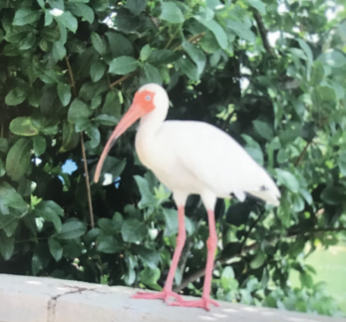 American white ibis (2014)