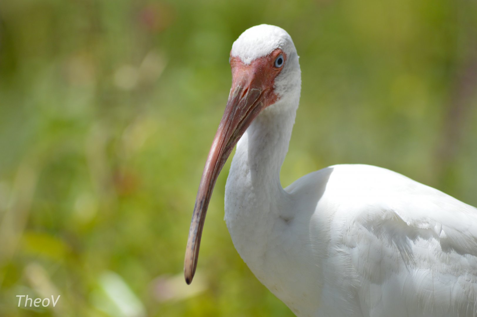 American white ibis [2017]