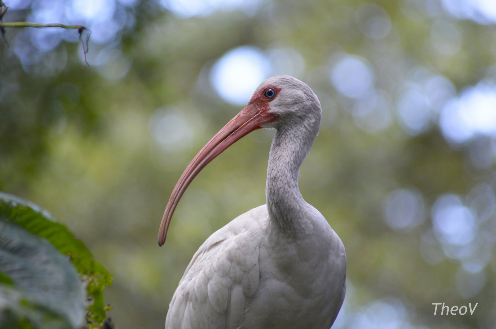 American white ibis [2017]