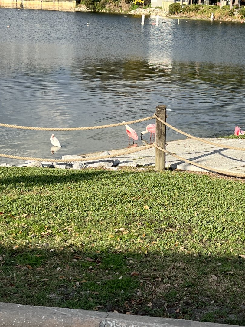 American White Ibis and Roseate Spoonbills