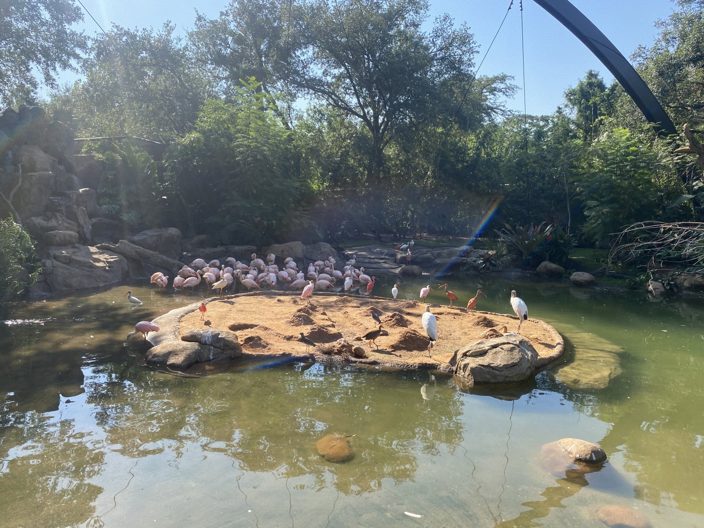 American White Ibis and Scarlet Ibis with the rest of the birds