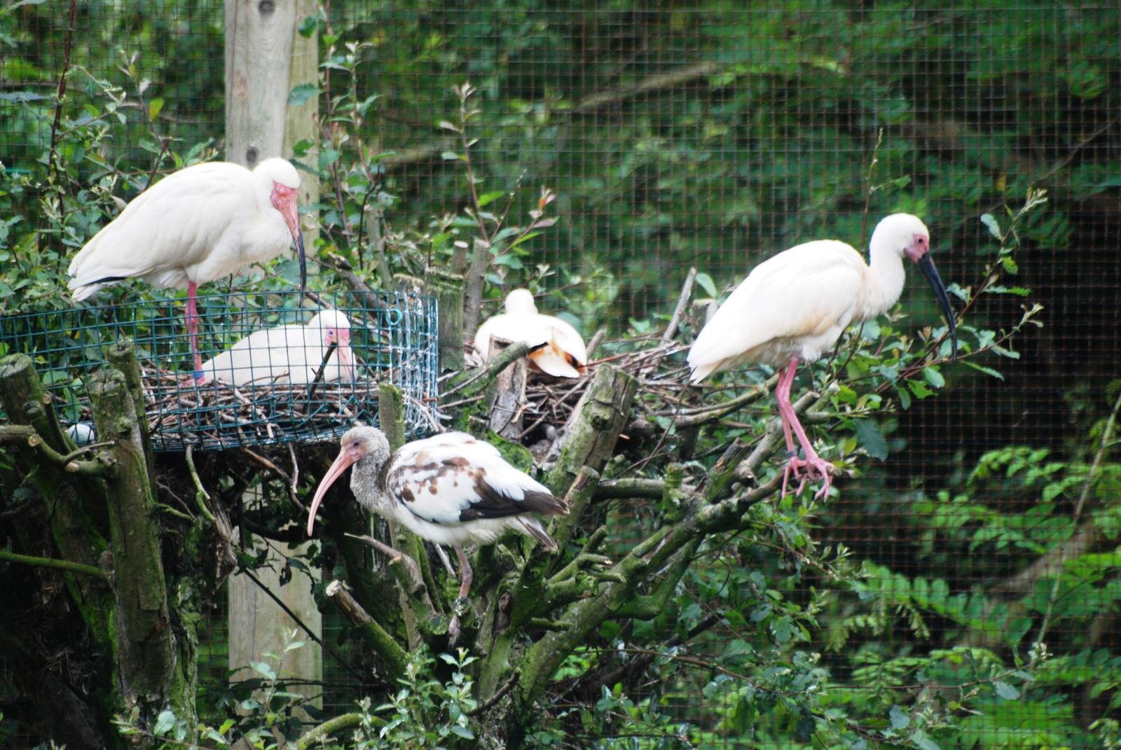 American White Ibis at Santillana del Mar, 13/06/15
