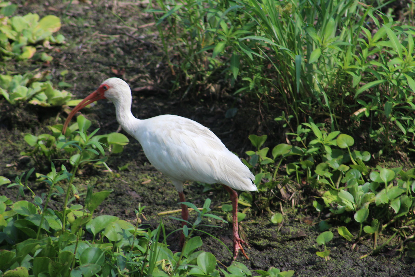 American white ibis - Brazos Bend State Park