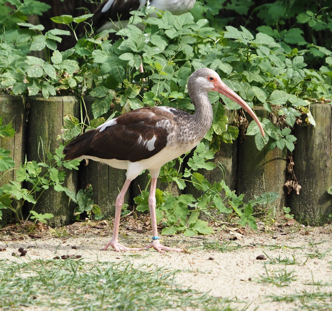 American white ibis (Eudocimus albus), 2024-05-21