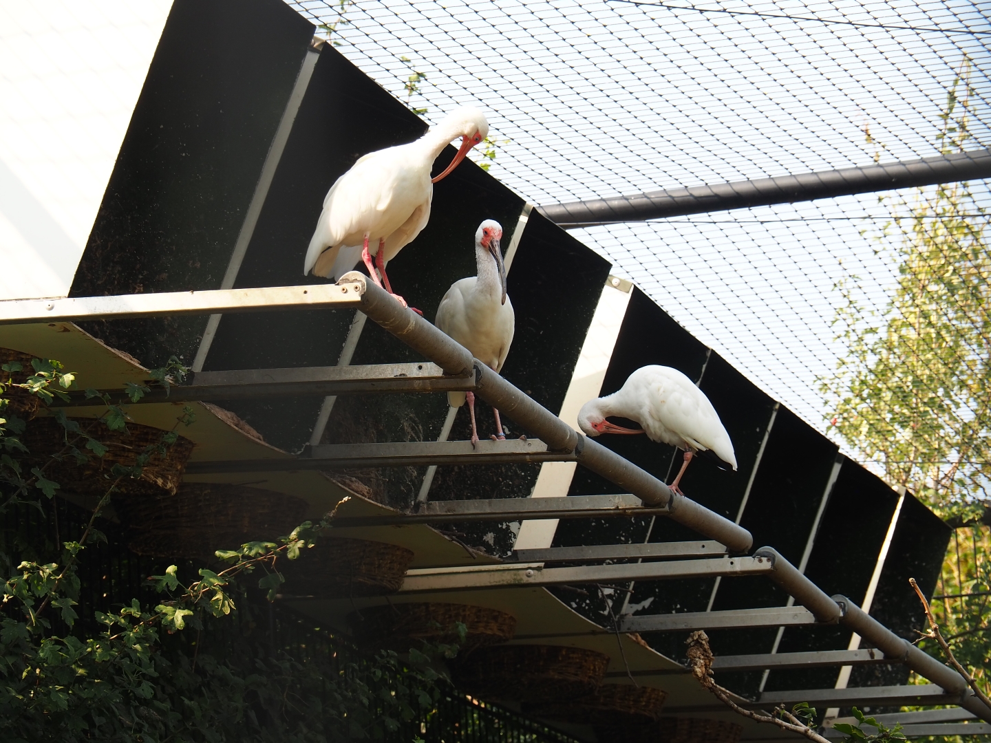 American white ibis (Eudocimus albus), Aug 28th, 2018