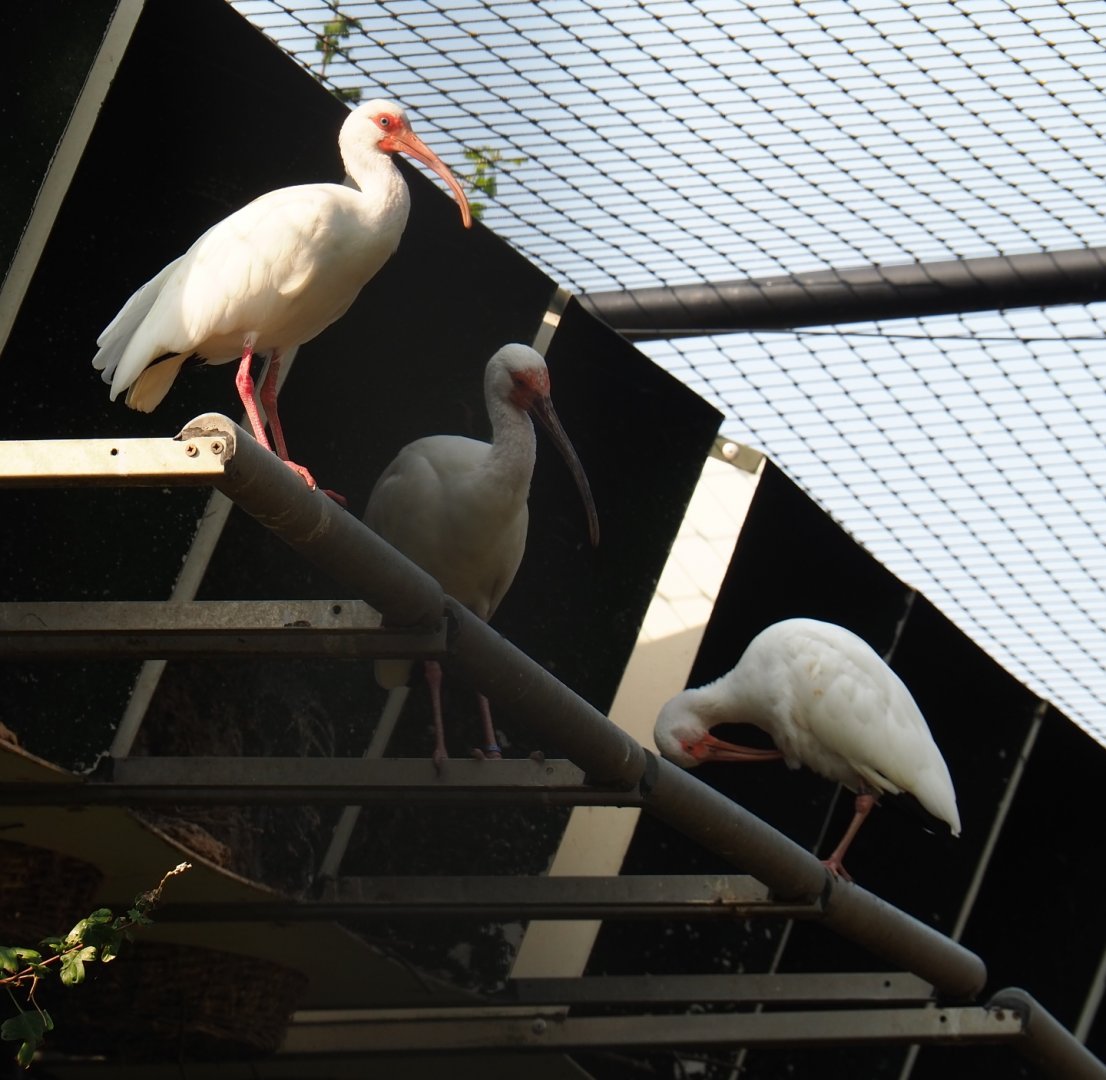 American white ibis (Eudocimus albus), Aug 28th, 2018