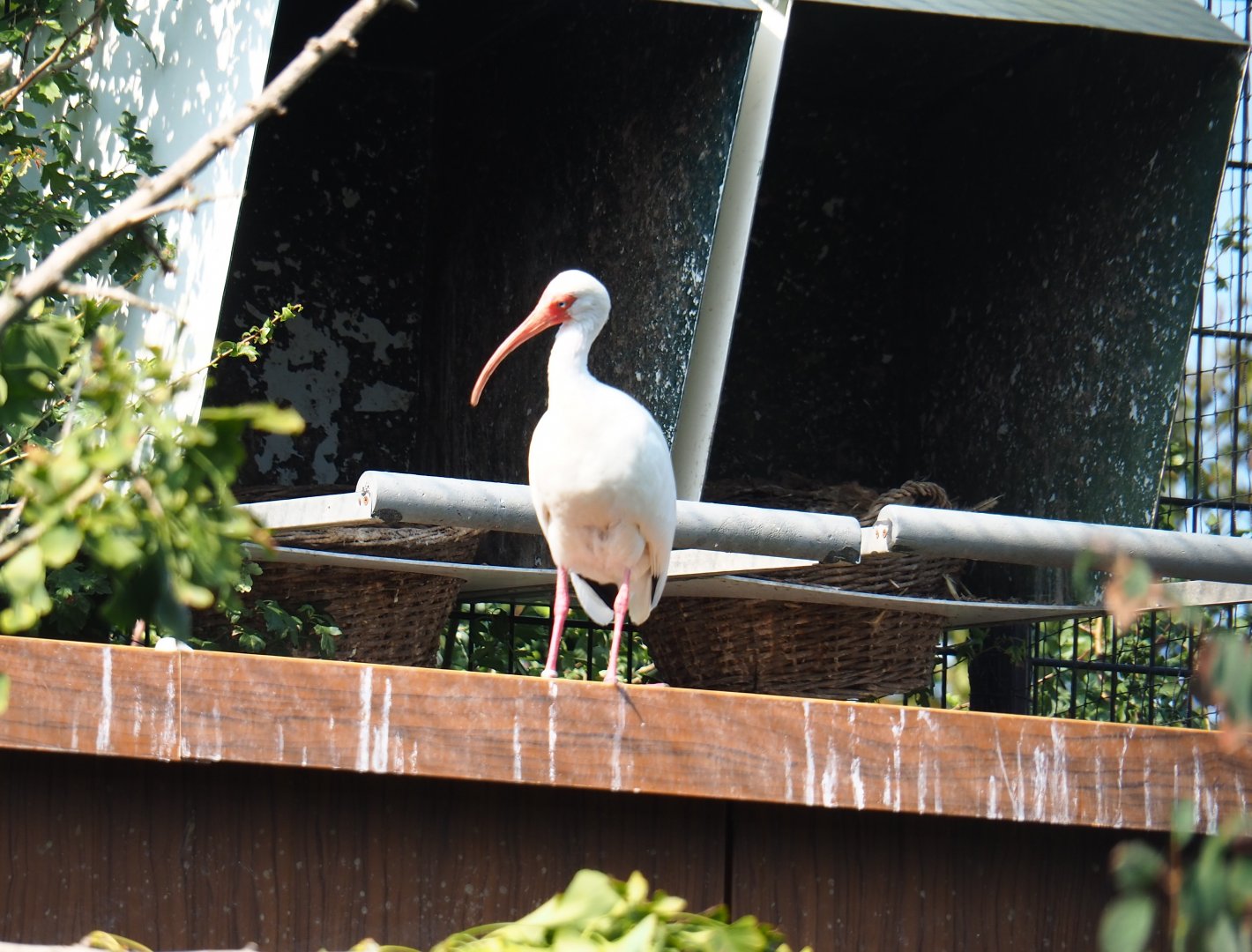 American white ibis (Eudocimus albus), Aug 28th, 2018