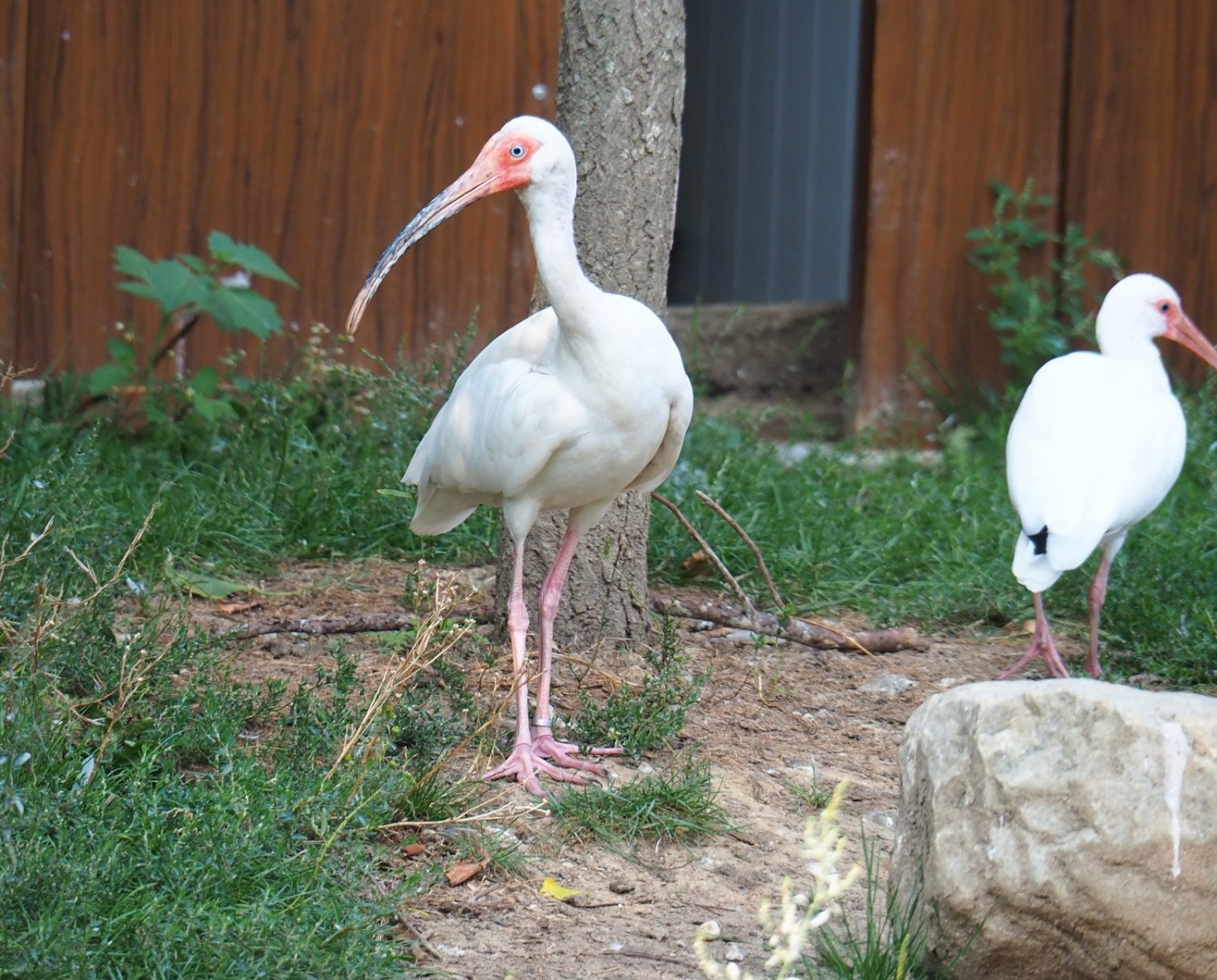 American white ibis (Eudocimus albus), Aug 28th, 2018