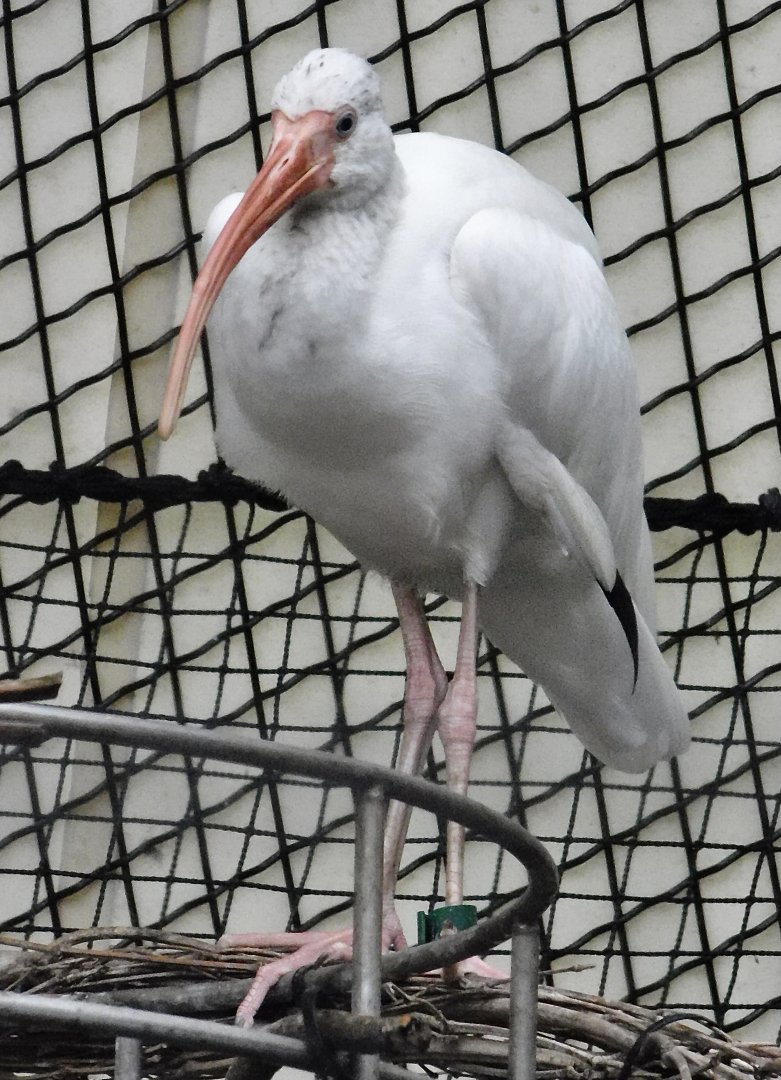 American White Ibis (Eudocimus albus) October 11, 2025
