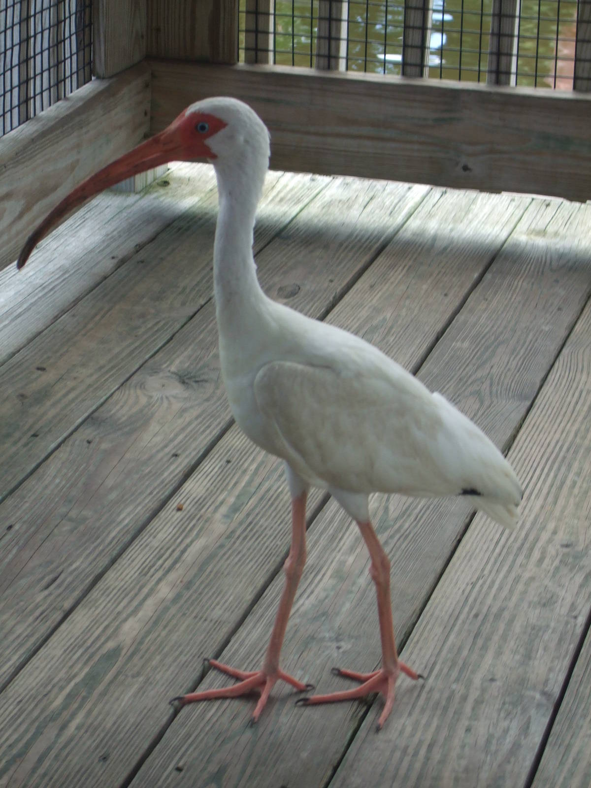 American White Ibis (Eudocimus albus)