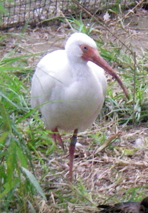 American White Ibis (Eudocimus albus)