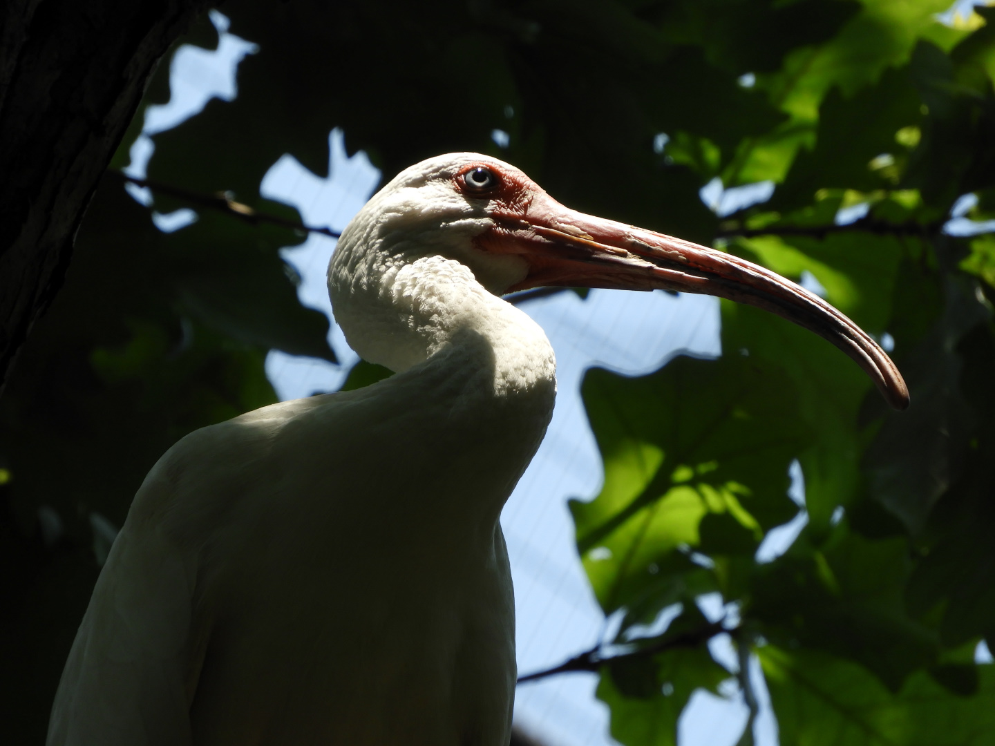 American White Ibis (Eudocimus albus)