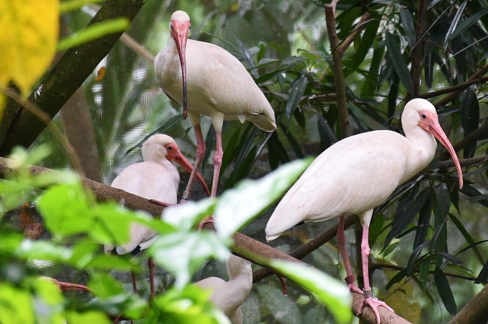American White Ibis (Eudocimus albus)
