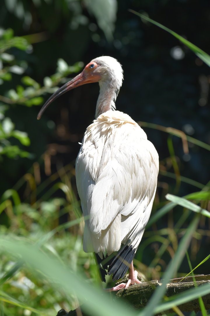 American White Ibis - Eudocimus albus