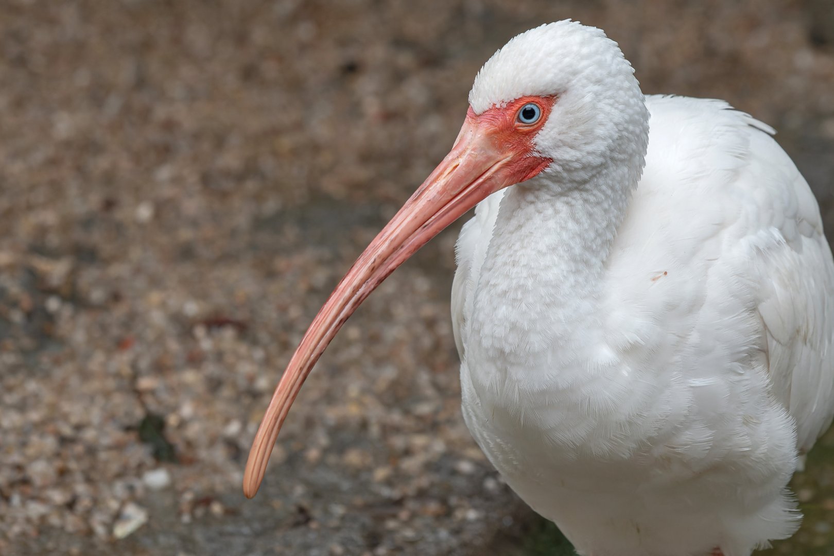 American white ibis (Eudocimus albus)