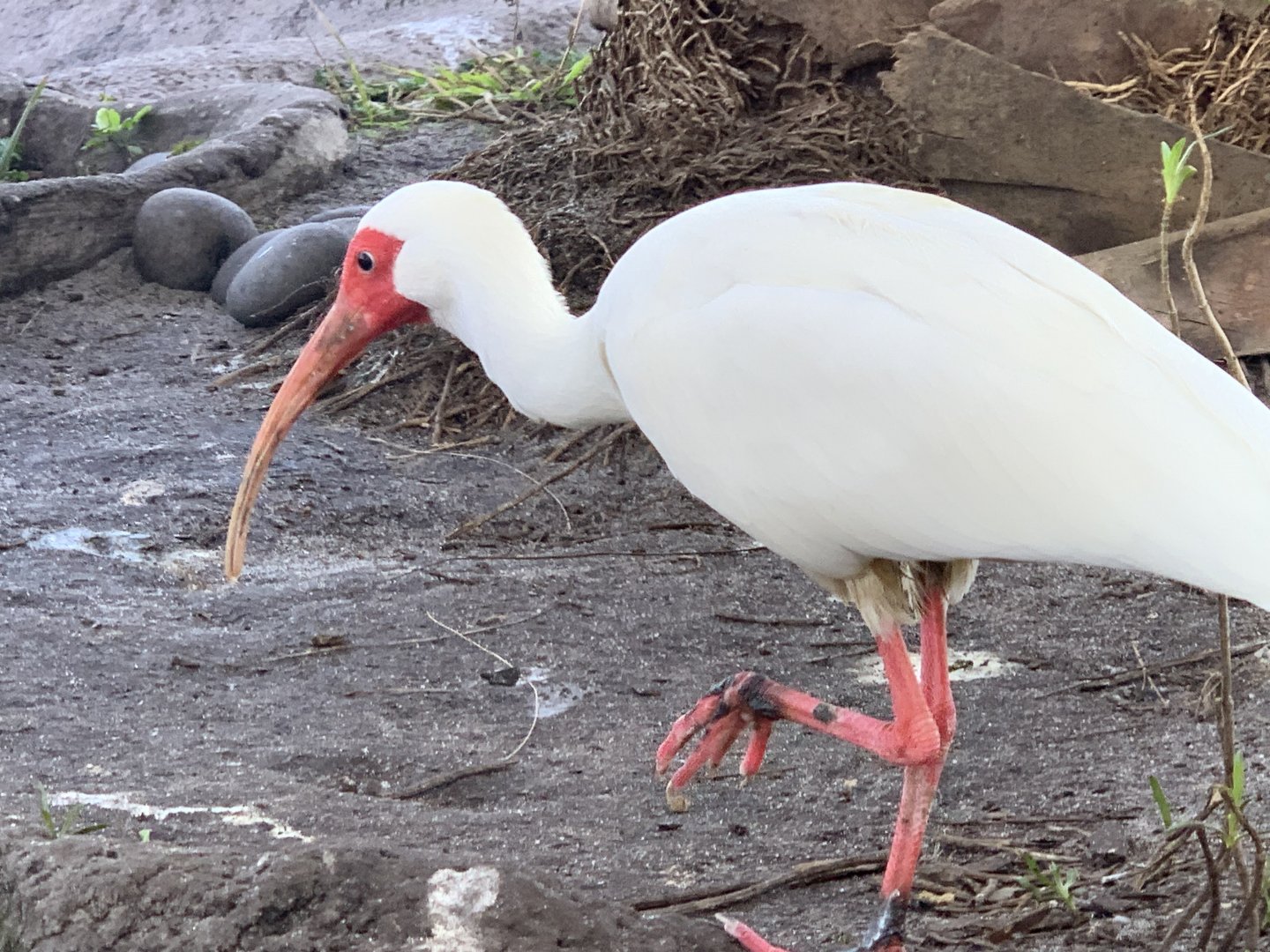 American White Ibis (Eudocimus albus)