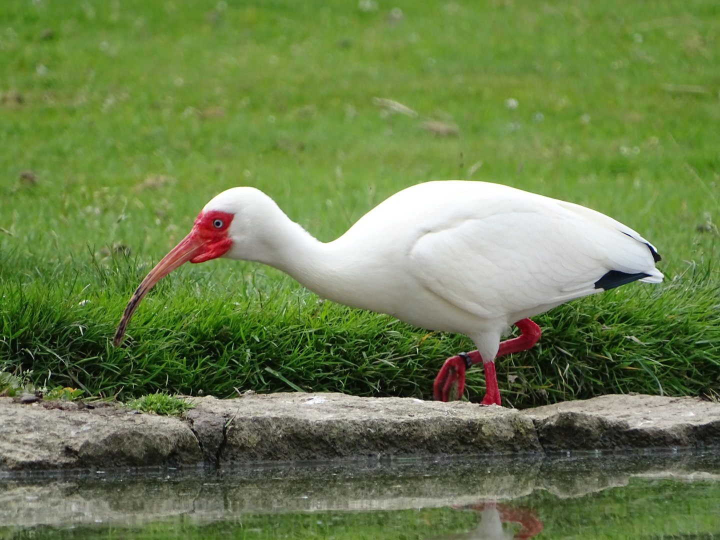 American white ibis (Eudocimus albus)