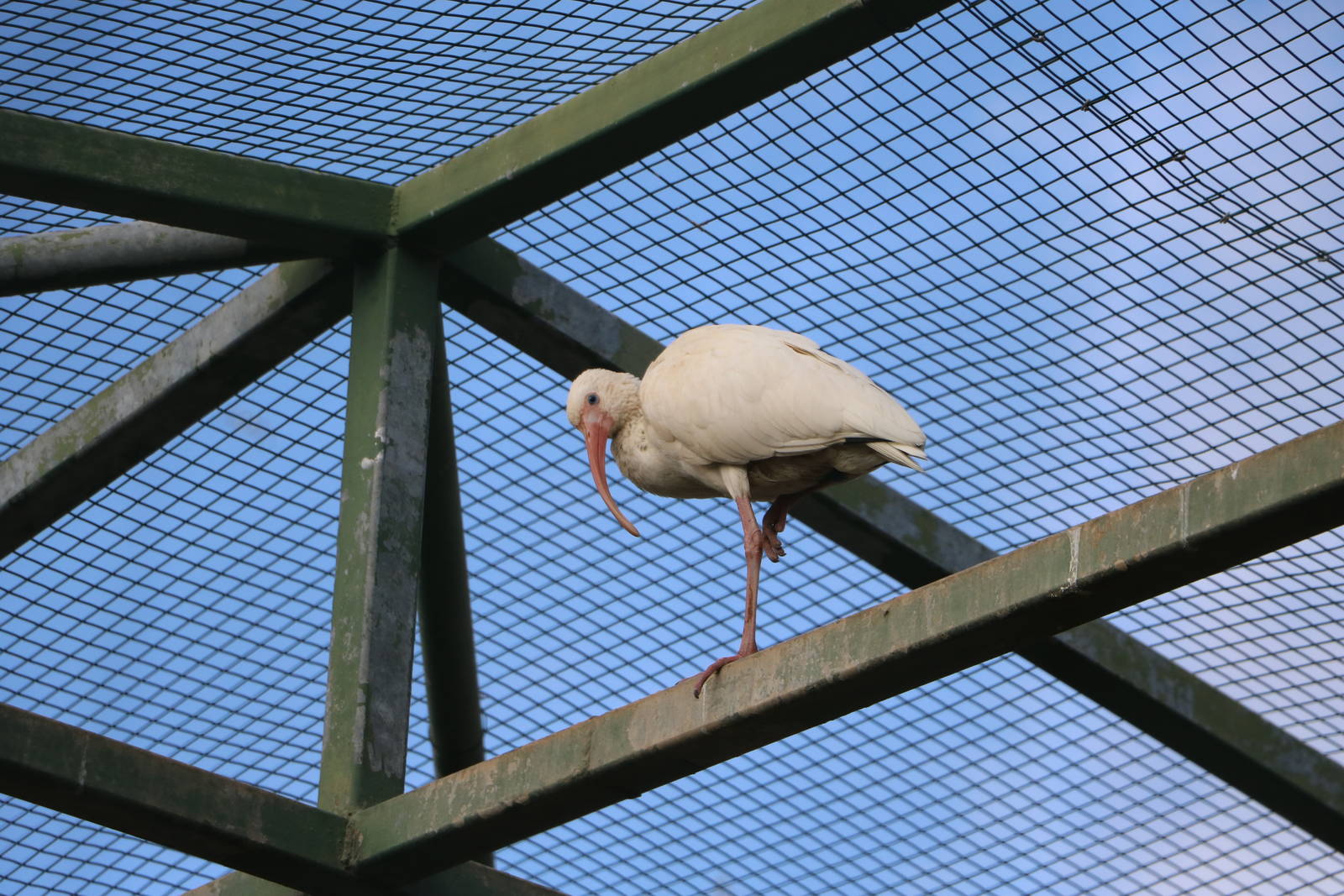 American white ibis, February 2016