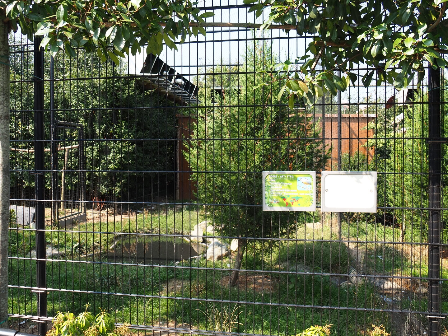 American white ibis - Hamerkop - Black-crowned night heron aviary (Aug 28th, 2018)