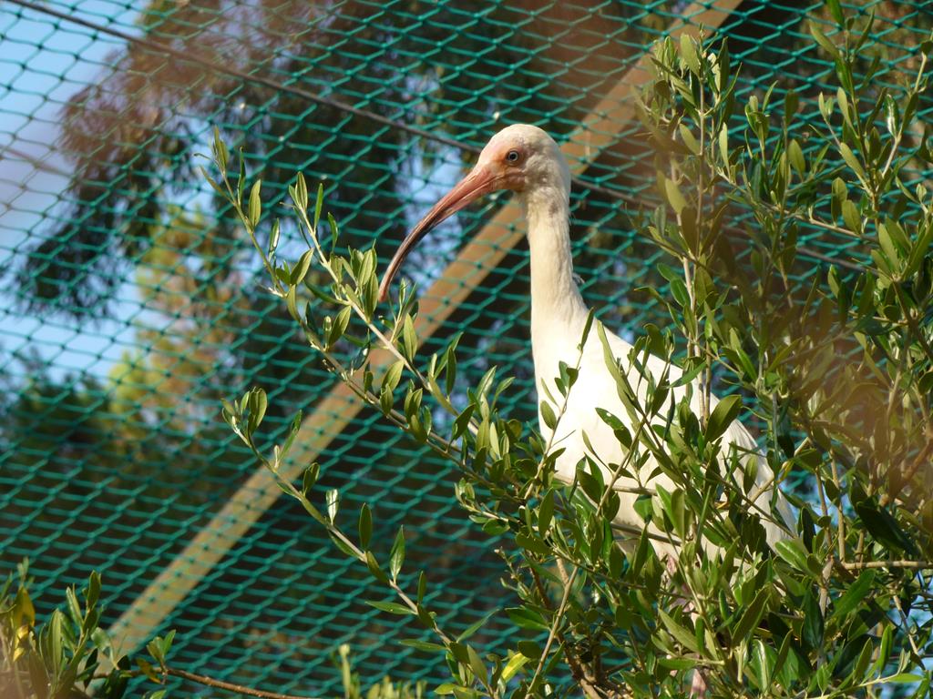 American white ibis, July 2013.