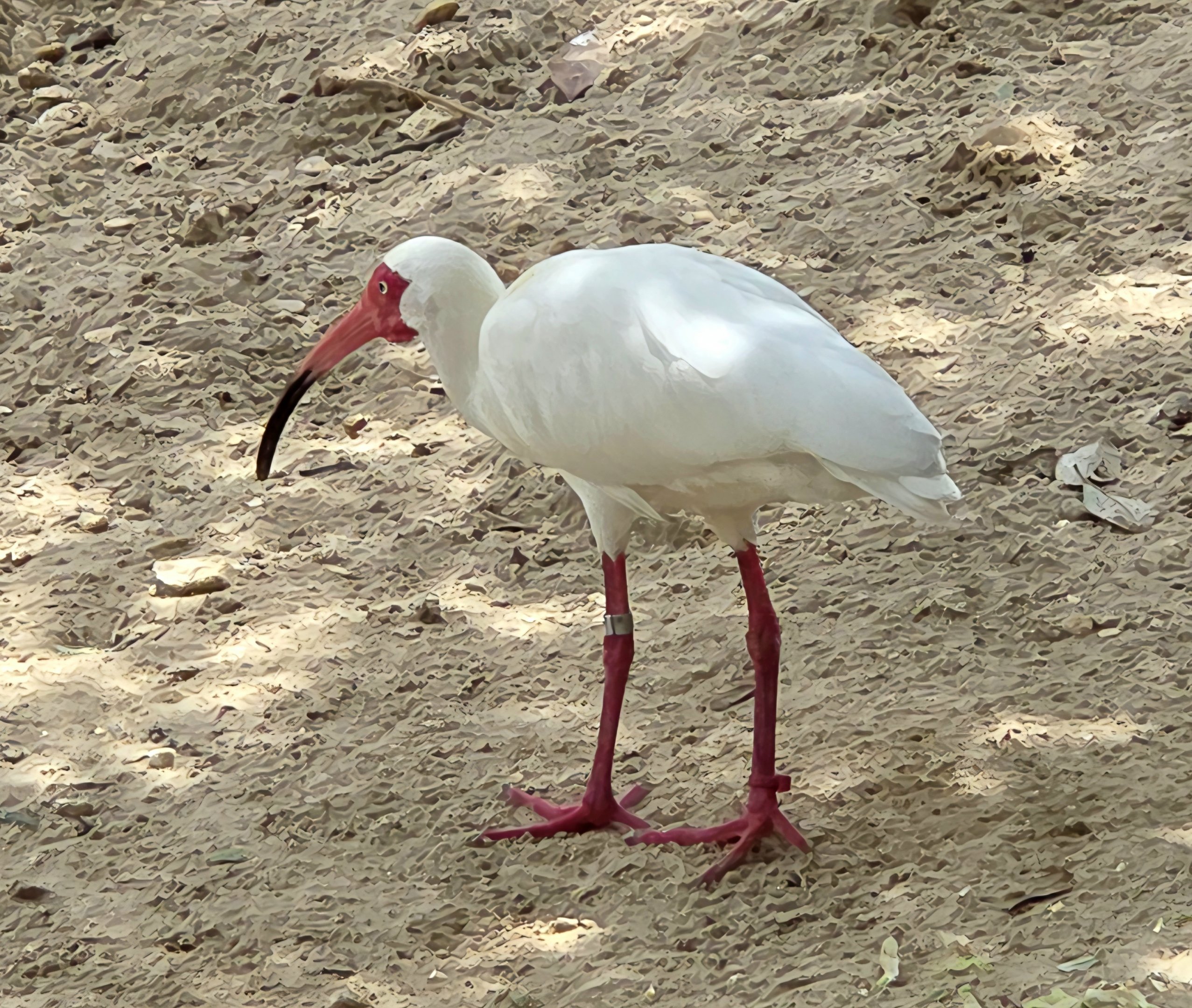 American White Ibis-July 2025