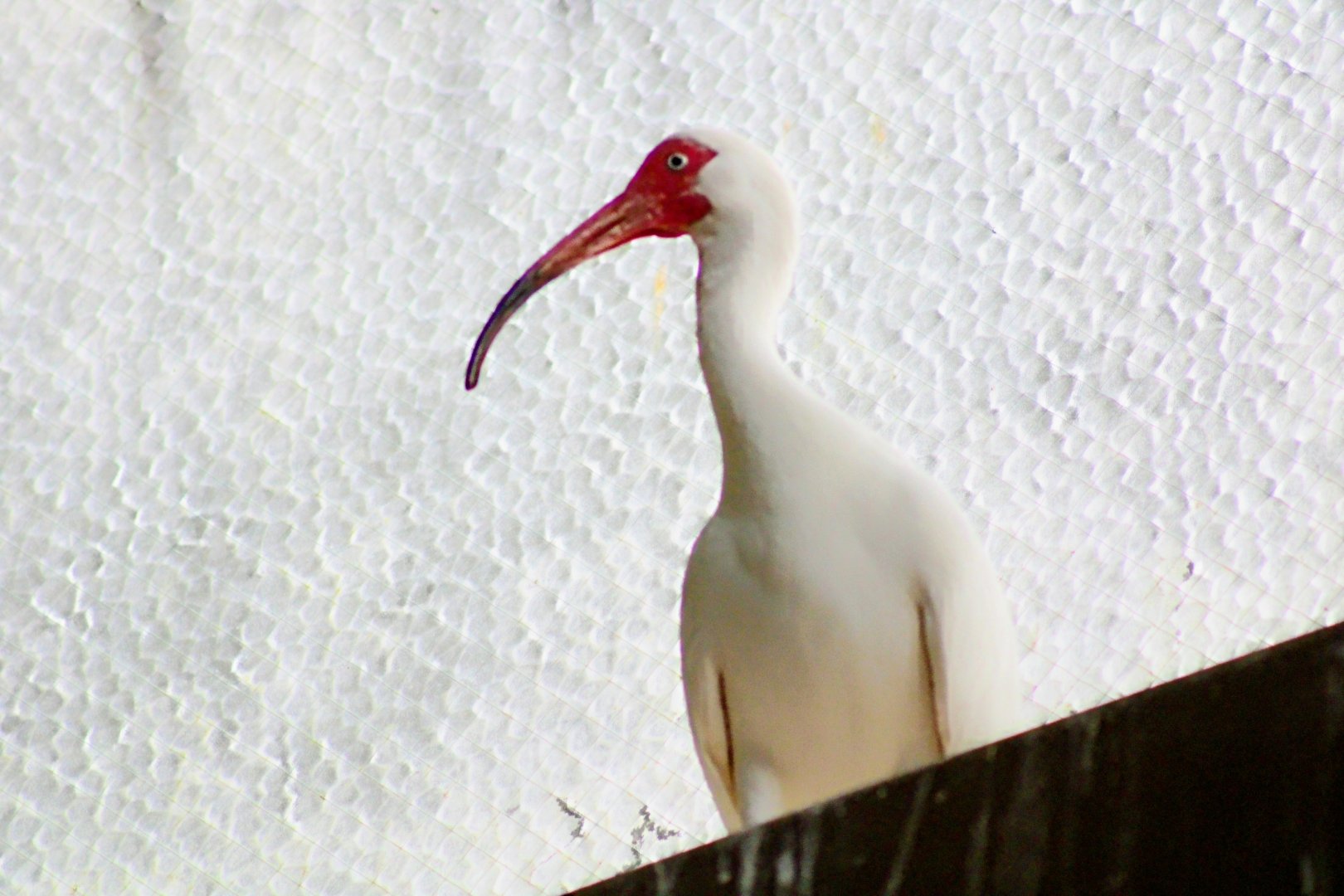 (American) White Ibis [May 25, 2022]
