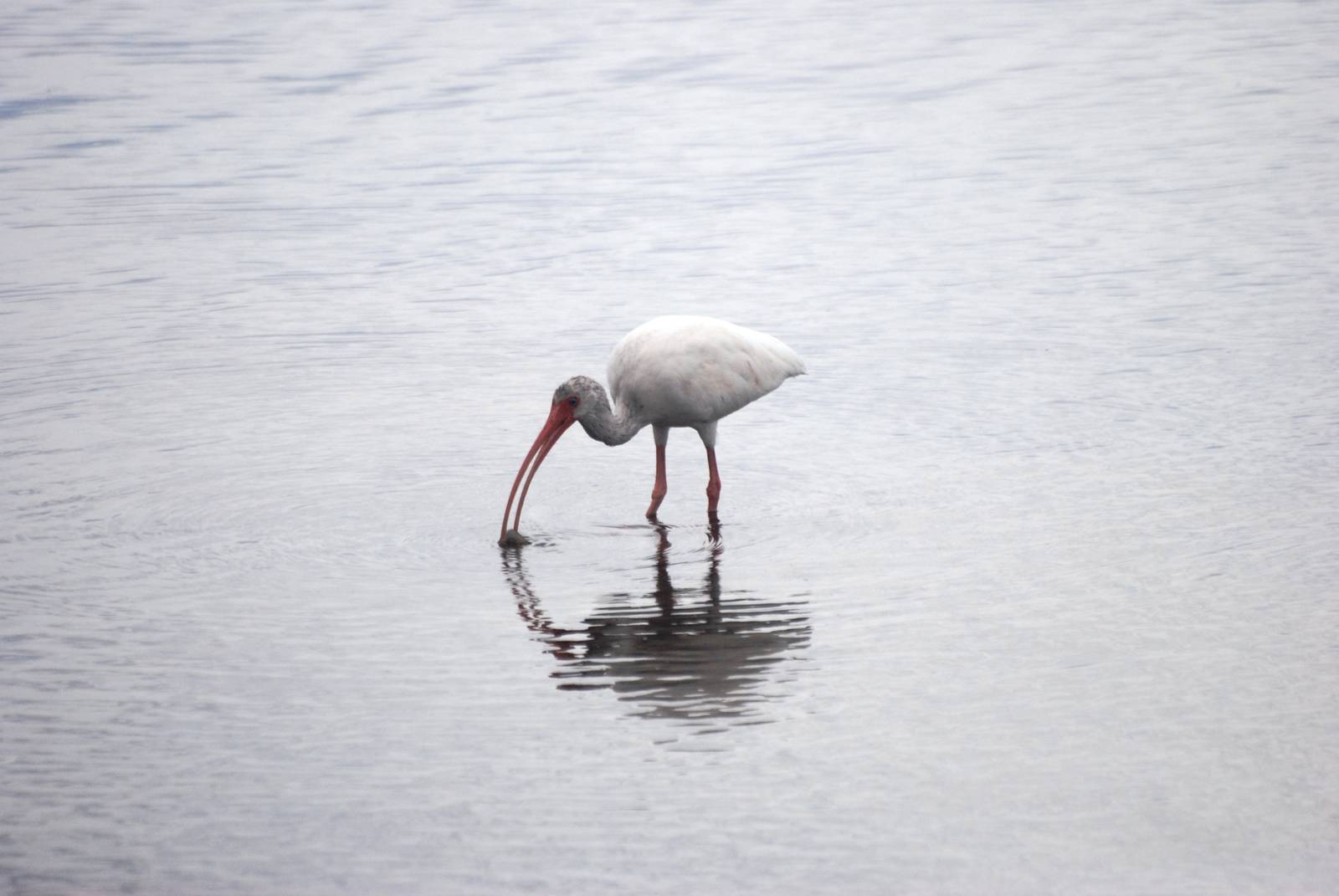 American White Ibis Punta Gorda, October 2013
