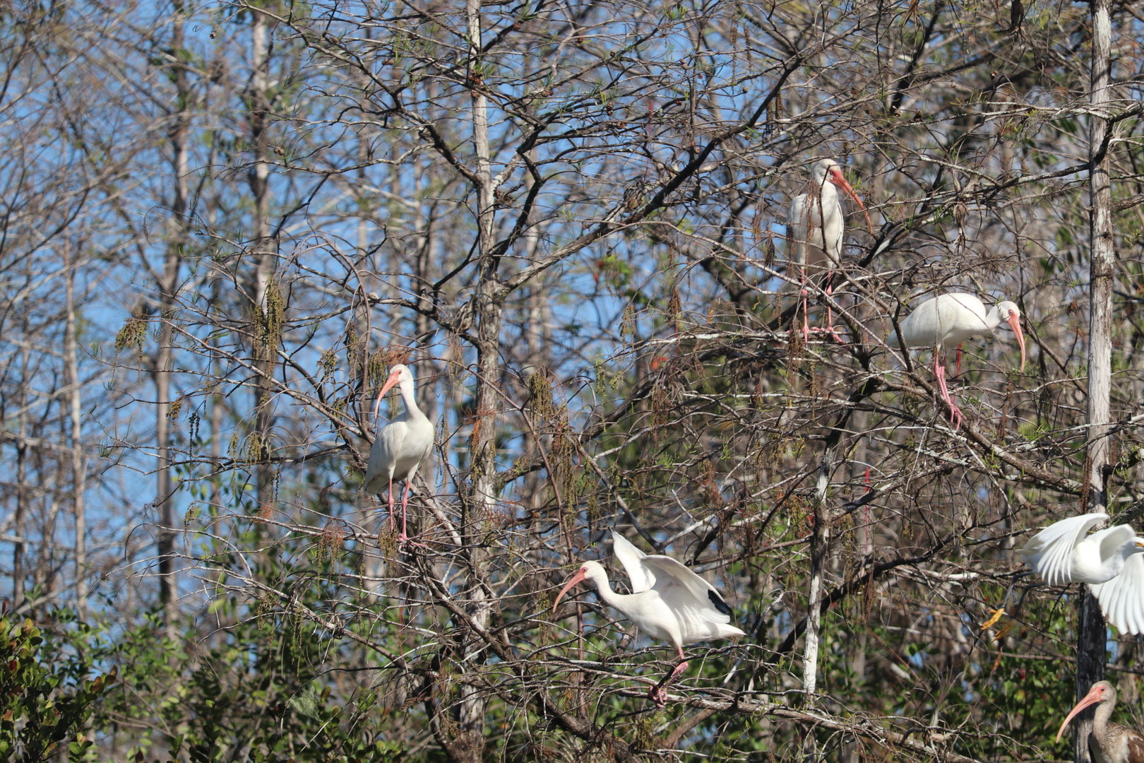 American White Ibis - Snowy Egret