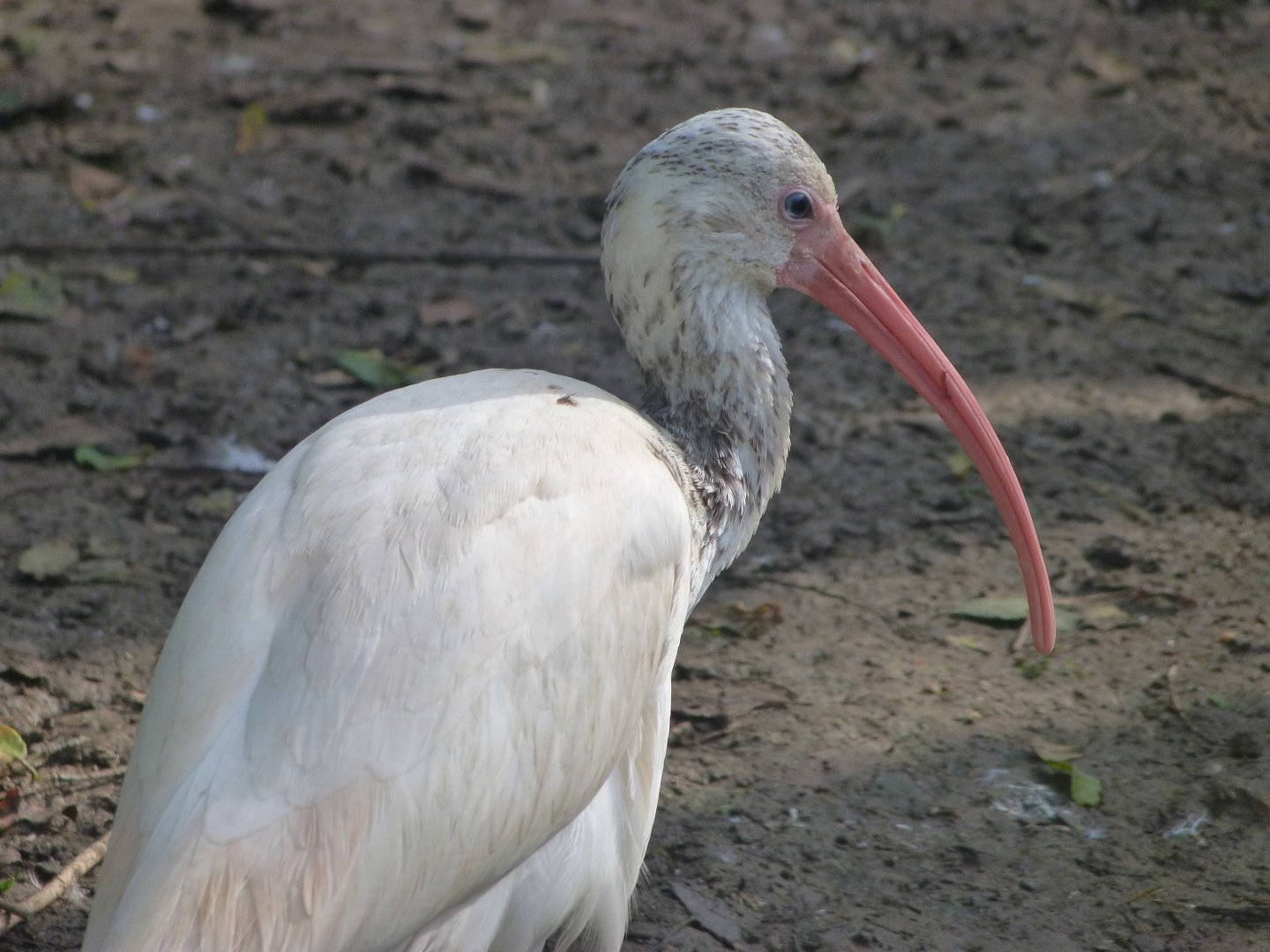 American white ibis -Zoo de Santillana del Mar (2024)