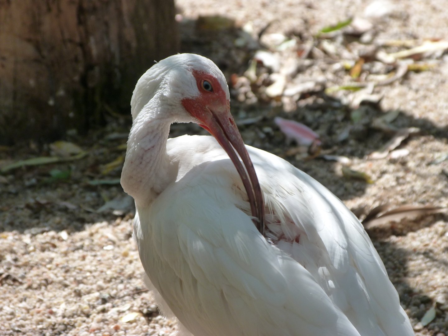 American white ibis -Zoo Praha (2025)