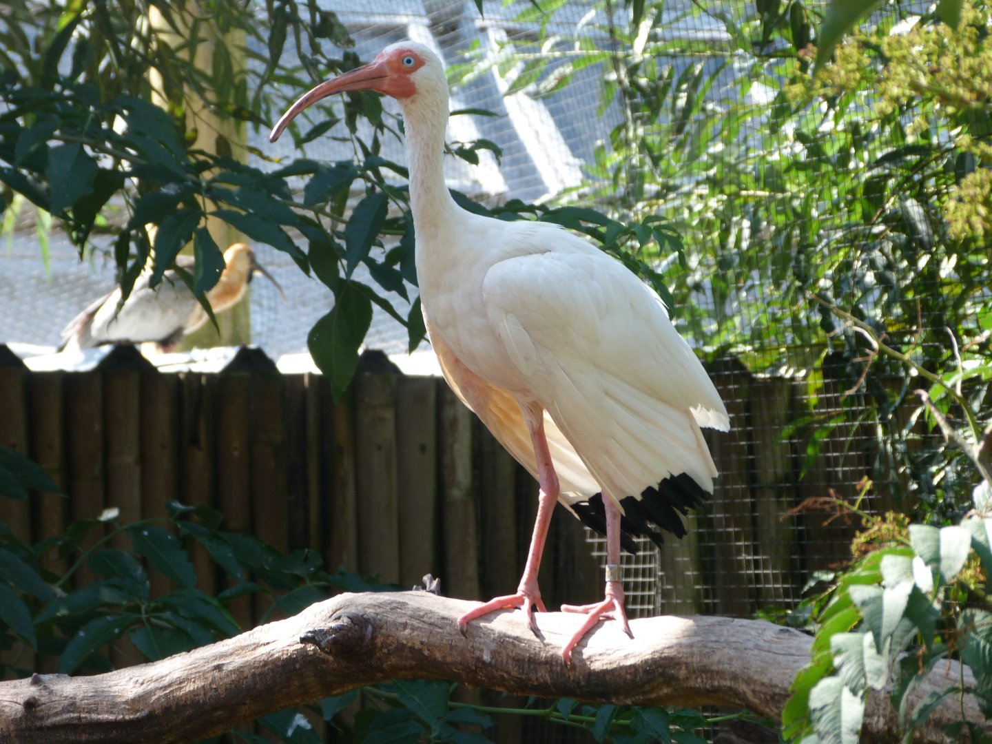 American white ibis -Zoo Praha (2025)
