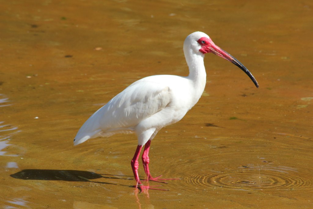 American White Ibis