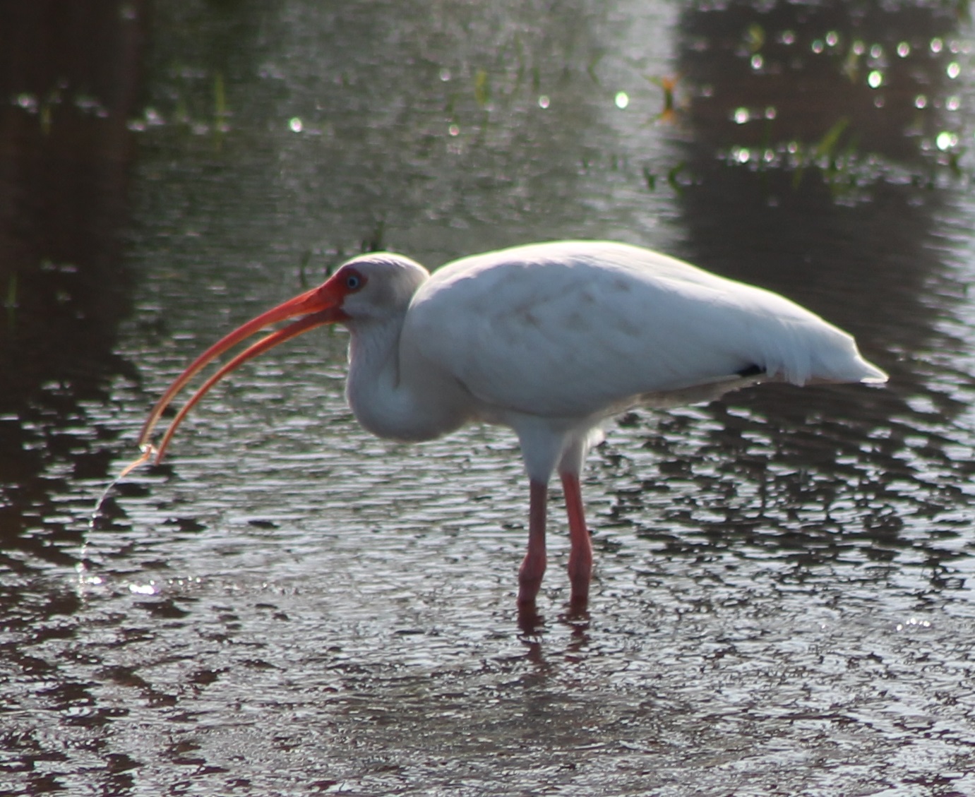 American white ibis