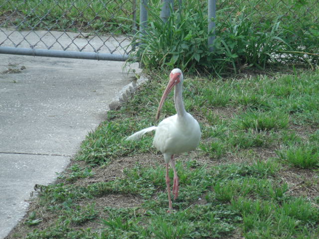 American White Ibis