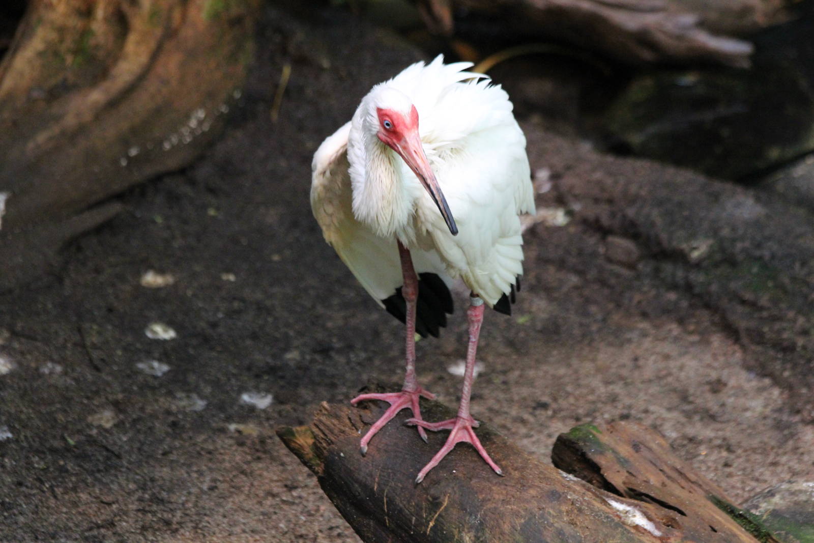 American White Ibis