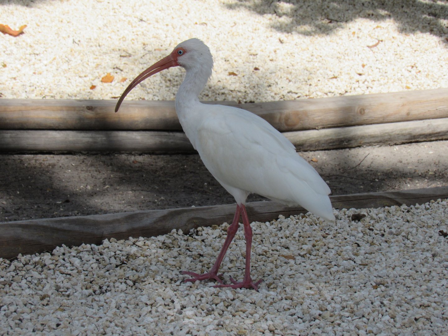 American White Ibis
