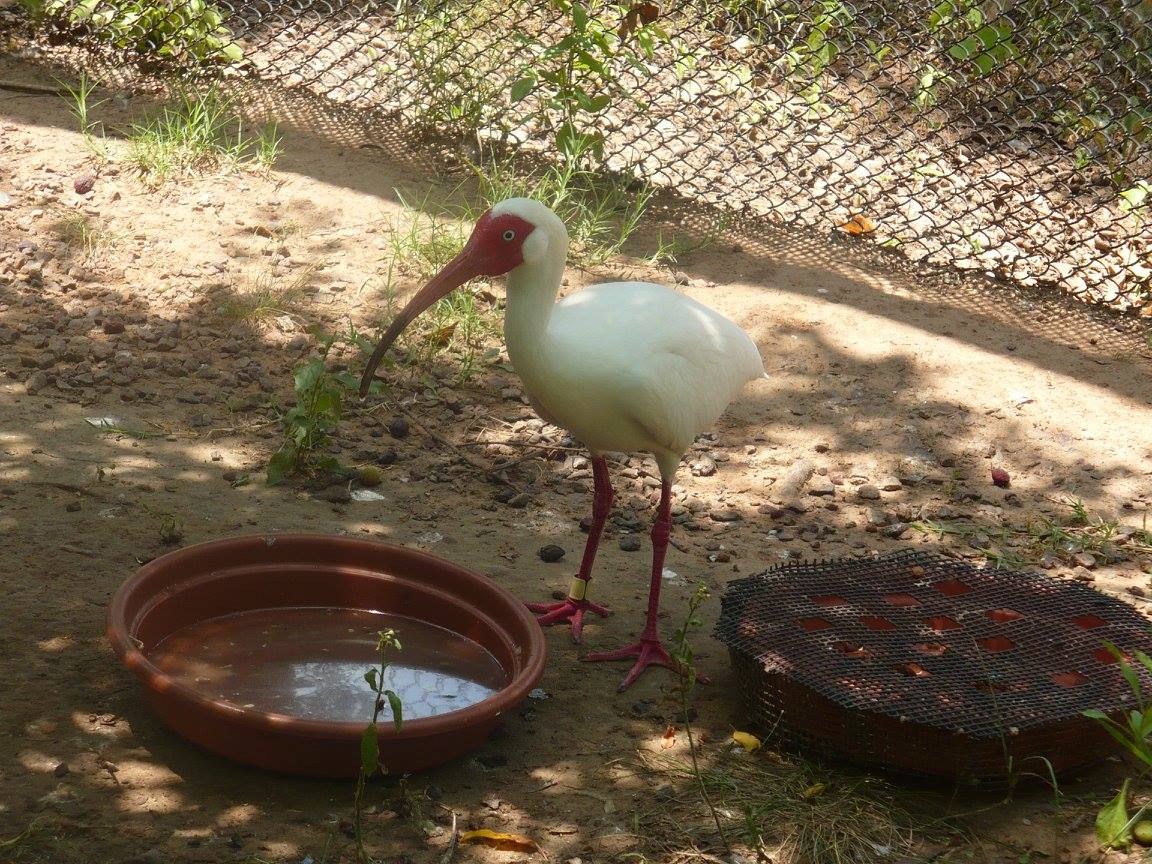 American white ibis